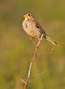 Image of Corn Bunting