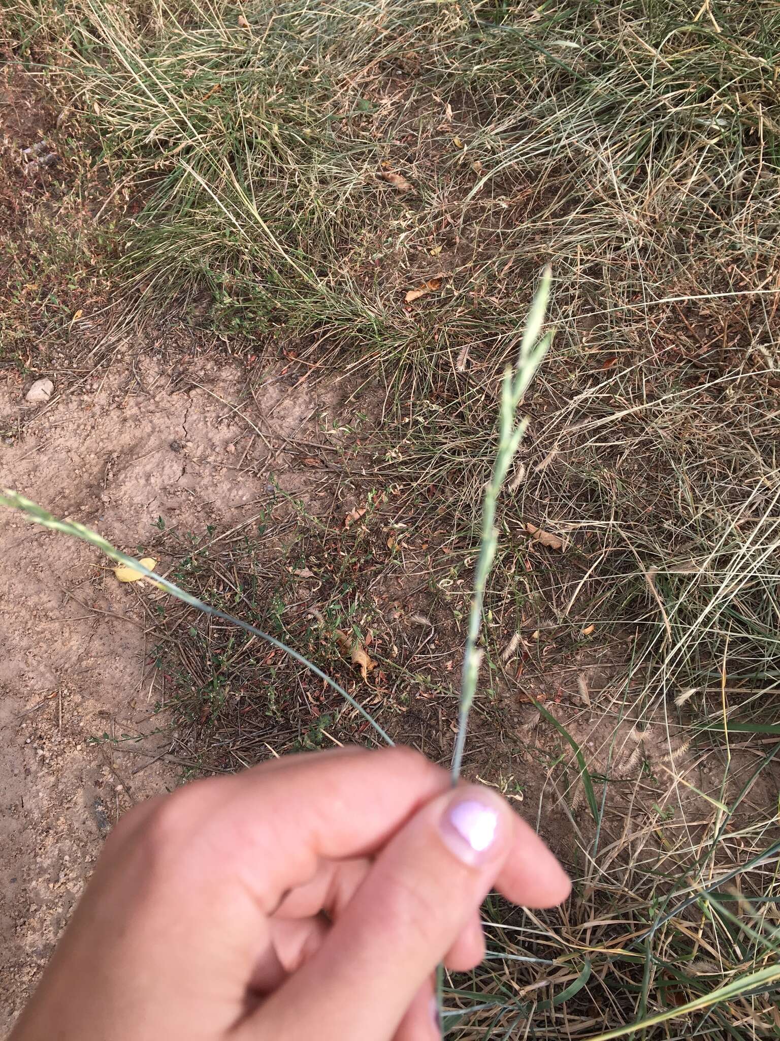 Image of Western-Wheat Grass