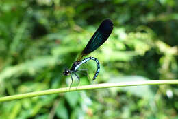 Image of Rhinocypha tincta Rambur 1842