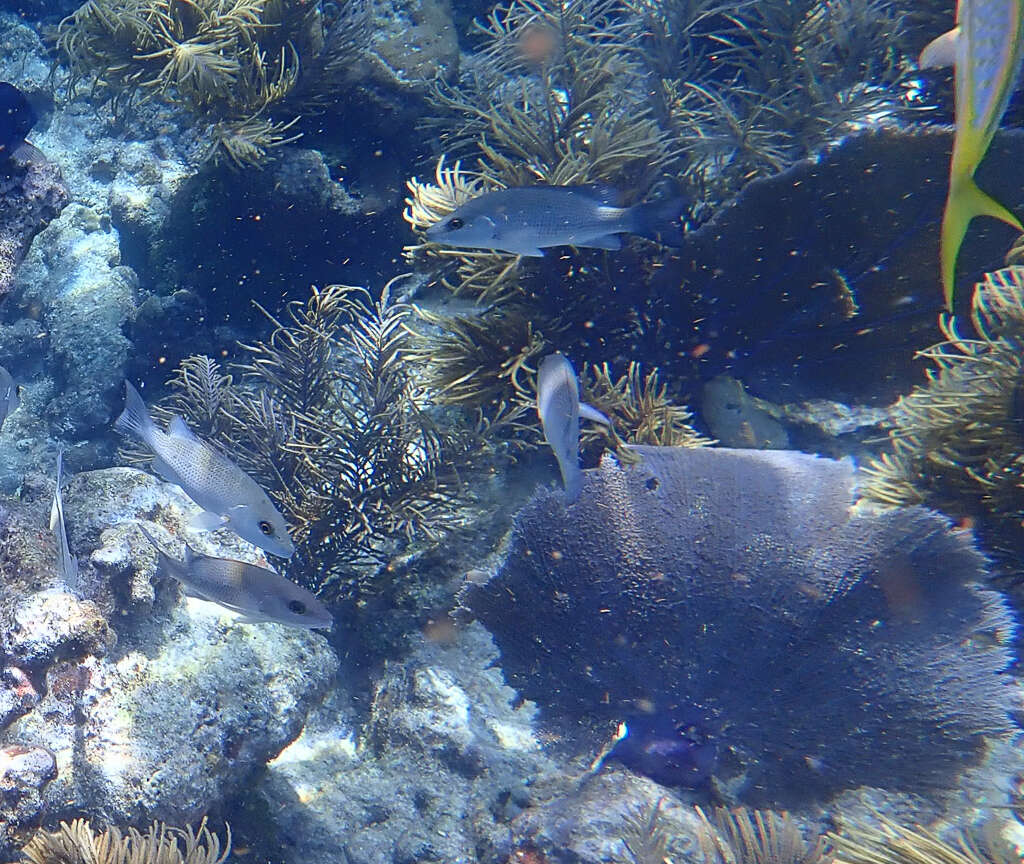 Image of Gray Snapper