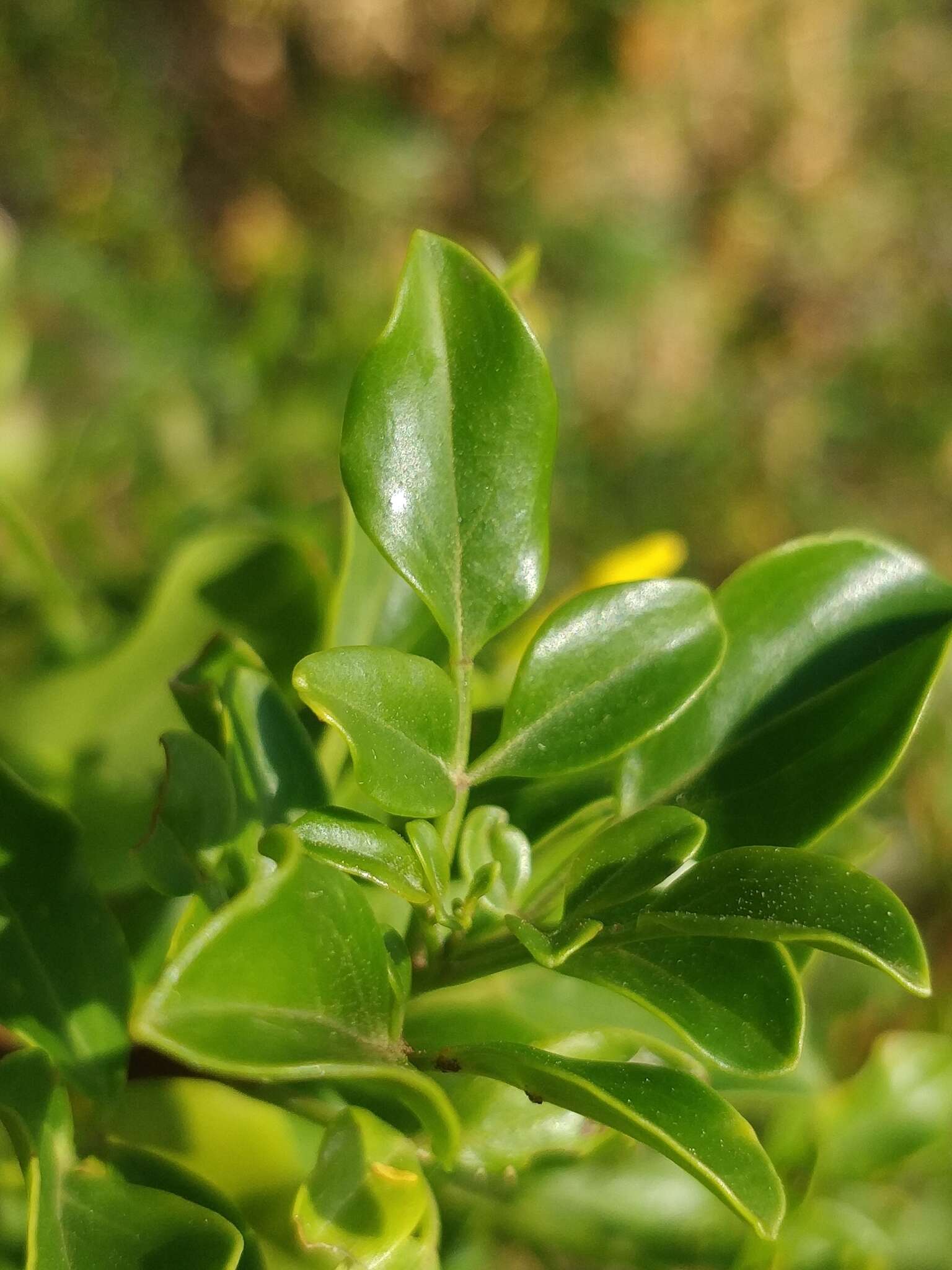 Image of Chrysojasminum odoratissimum (L.) Banfi