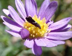 Glyphipterix acinacella Meyrick 1882 resmi