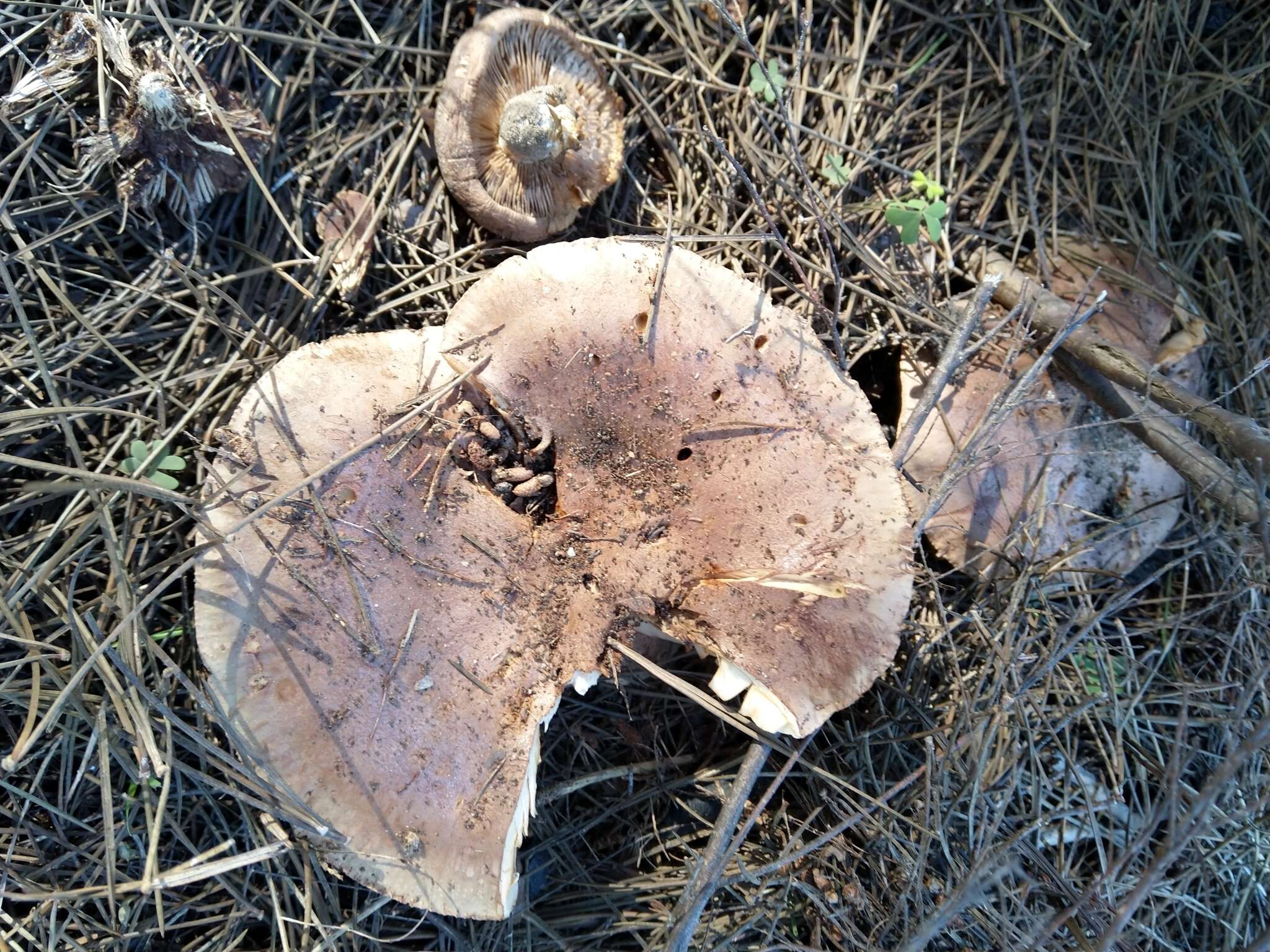 Tricholoma albobrunneum (Pers.) P. Kumm. 1871的圖片