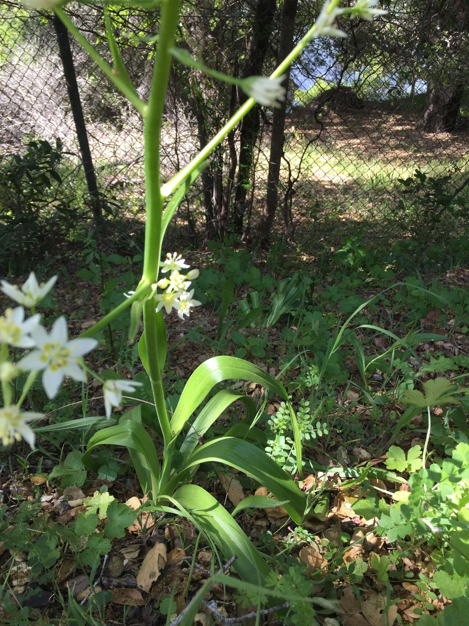 Image of common star lily