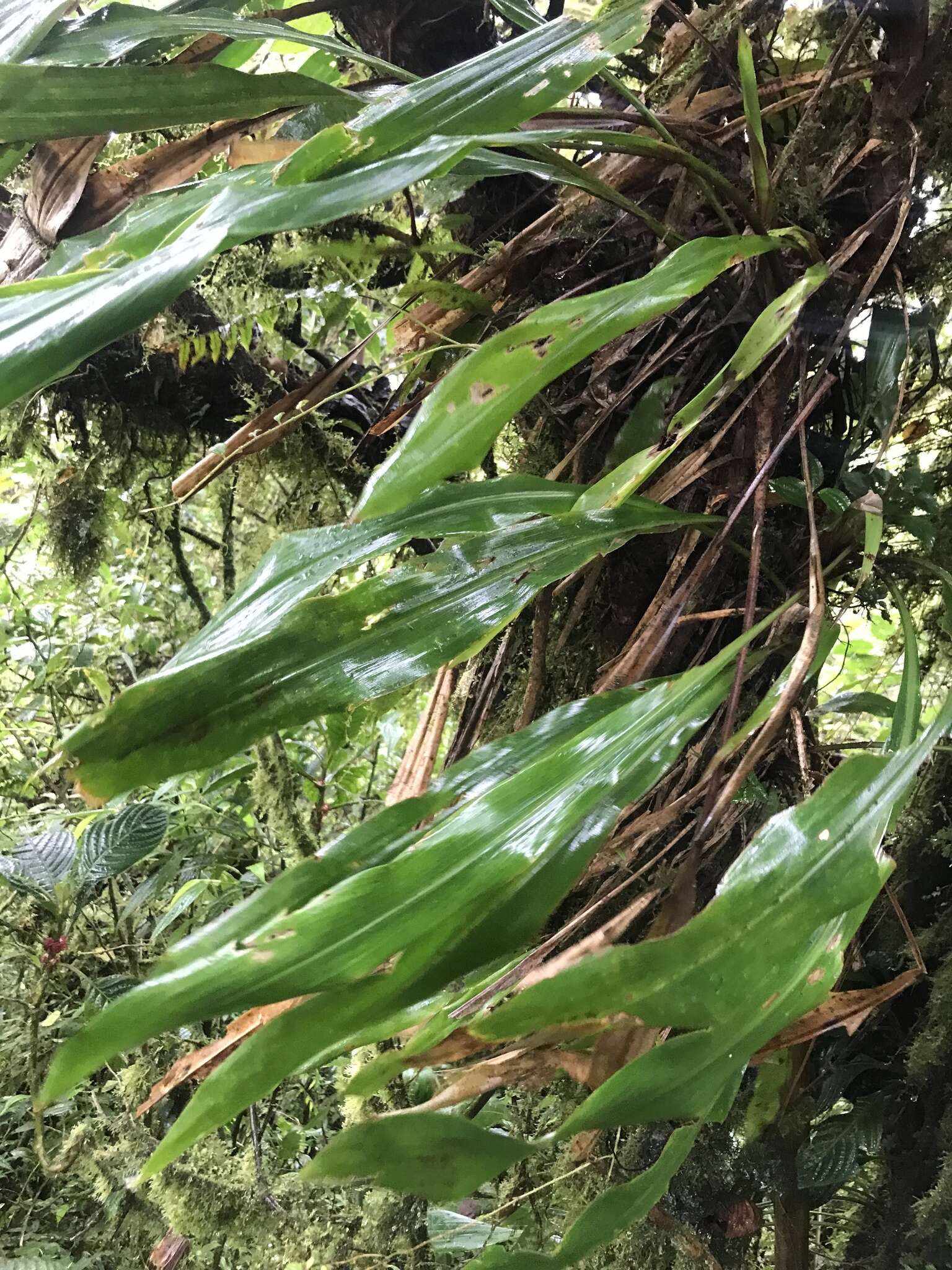 Image of Pitcairnia brittoniana (Mez) Mez