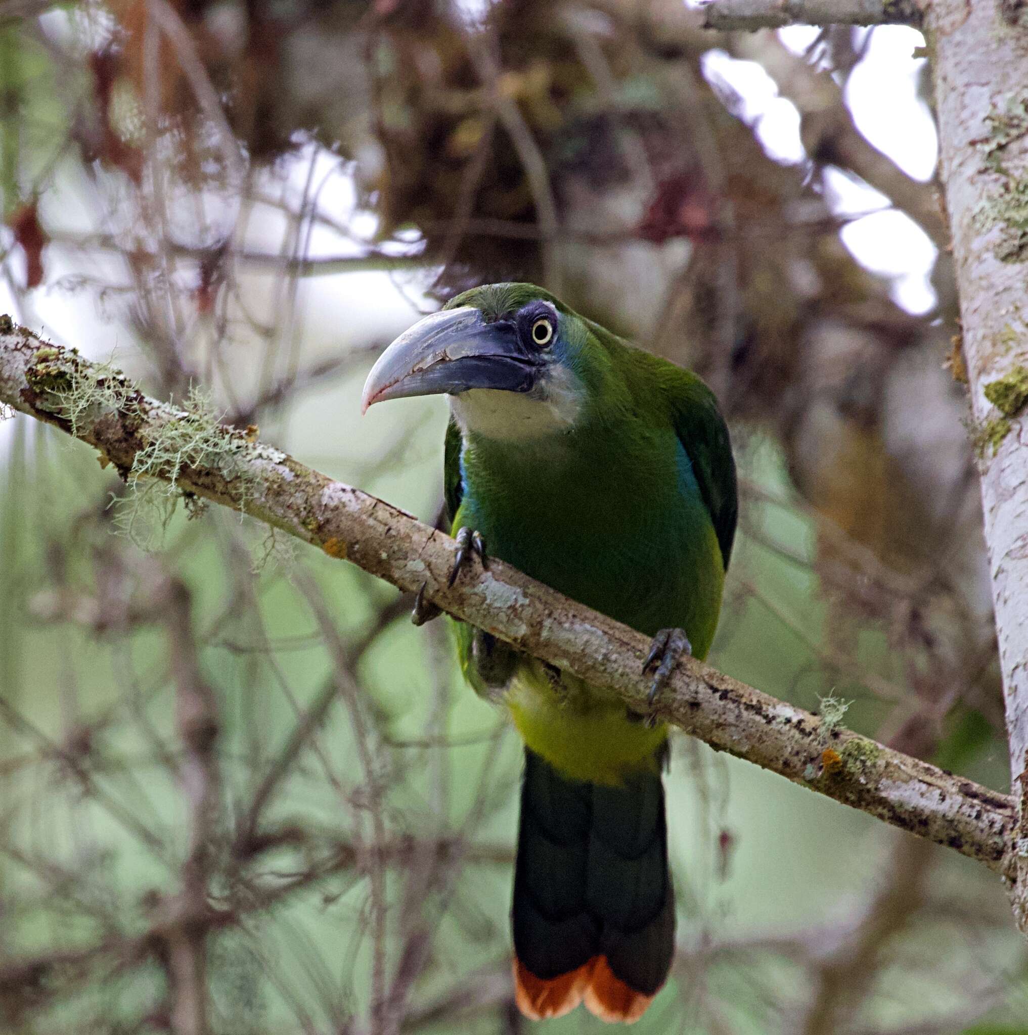 Image of Blue-banded Toucanet