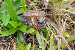 Image of Maldonada Redbelly Toad