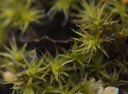 Image of racomitrium moss