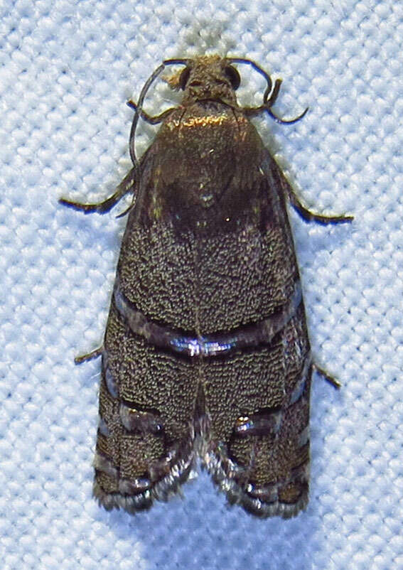 Image of Eastern Pine Seedworm Moth