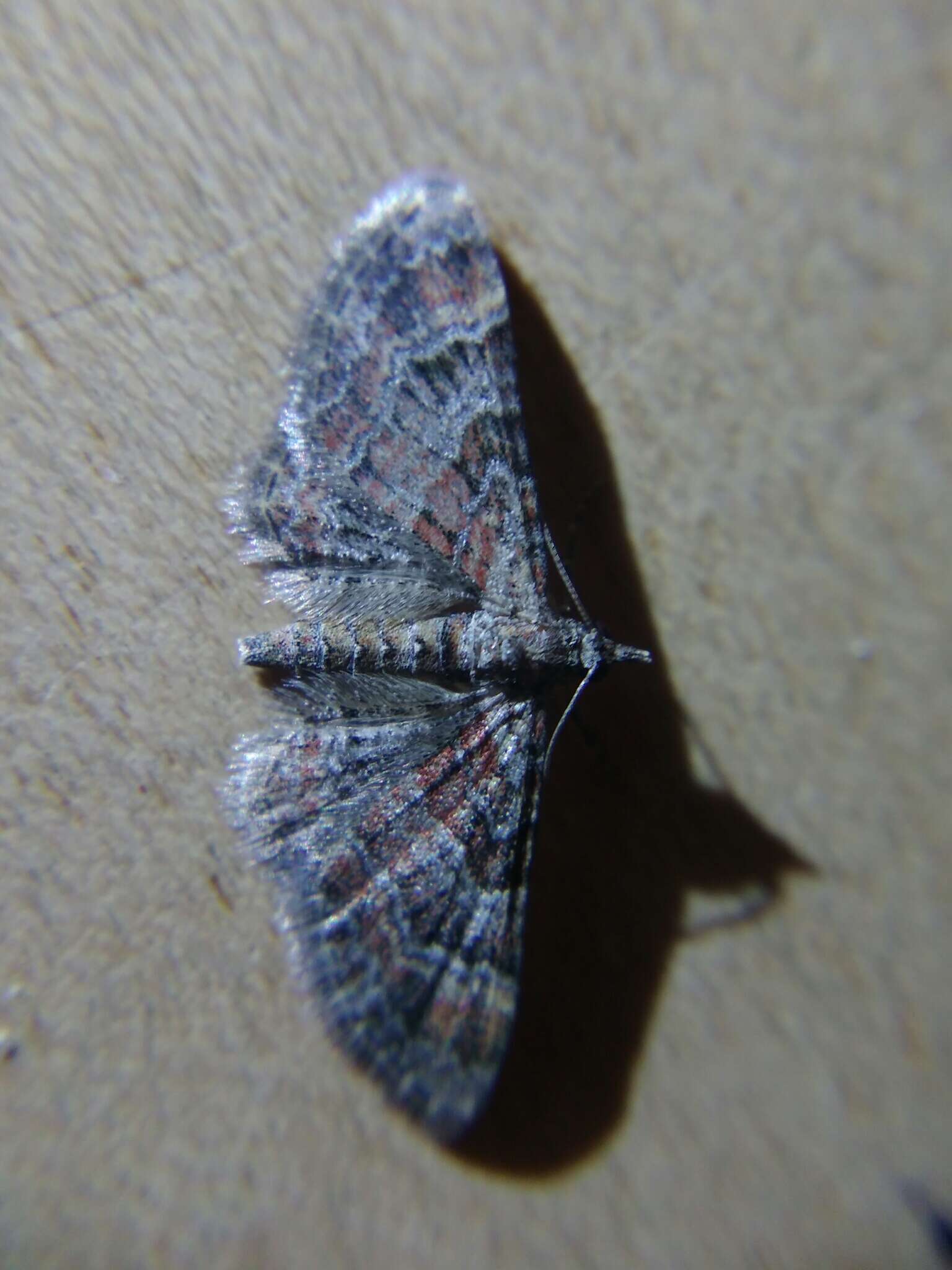 Image of double-striped pug