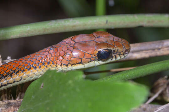 Image of Dendrelaphis caudolineatus (Gray 1834)