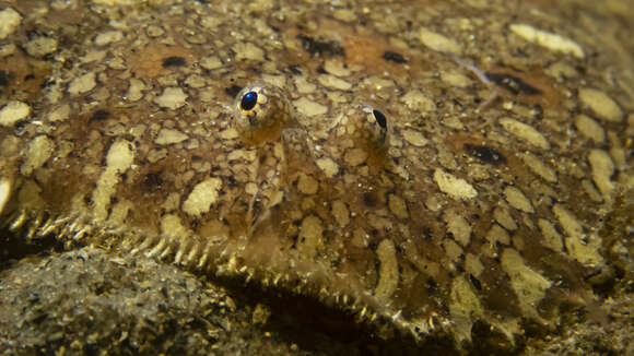 Image of Southern peacock sole