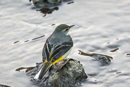 Image of Motacilla cinerea cinerea Tunstall 1771