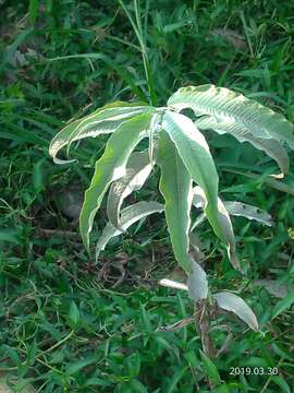 Image of Persicaria lanata (Roxb.) N. N. Tzvel.