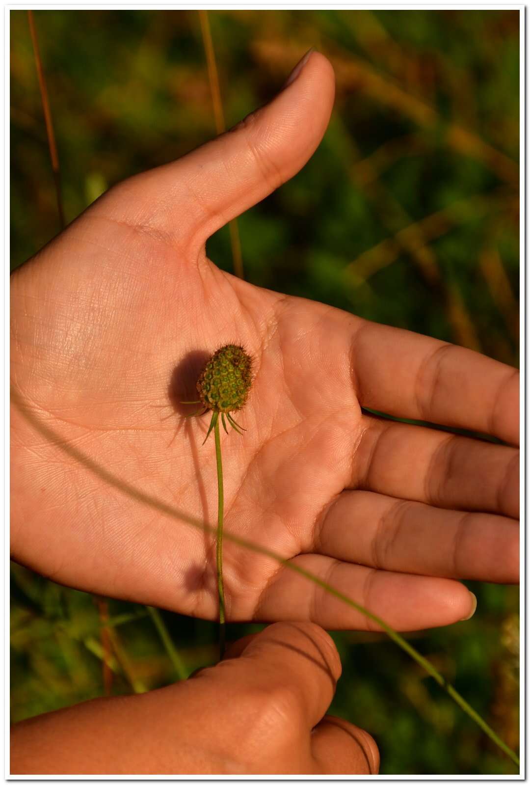 Imagem de Scabiosa praemontana Privalova