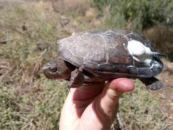 Image of Rough-footed Mud Turtle