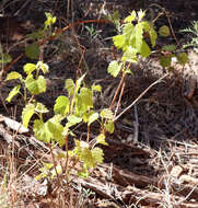 Plancia ëd Vitis acerifolia Raf.