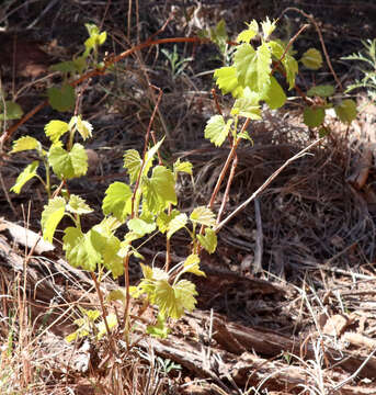 Image of mapleleaf grape