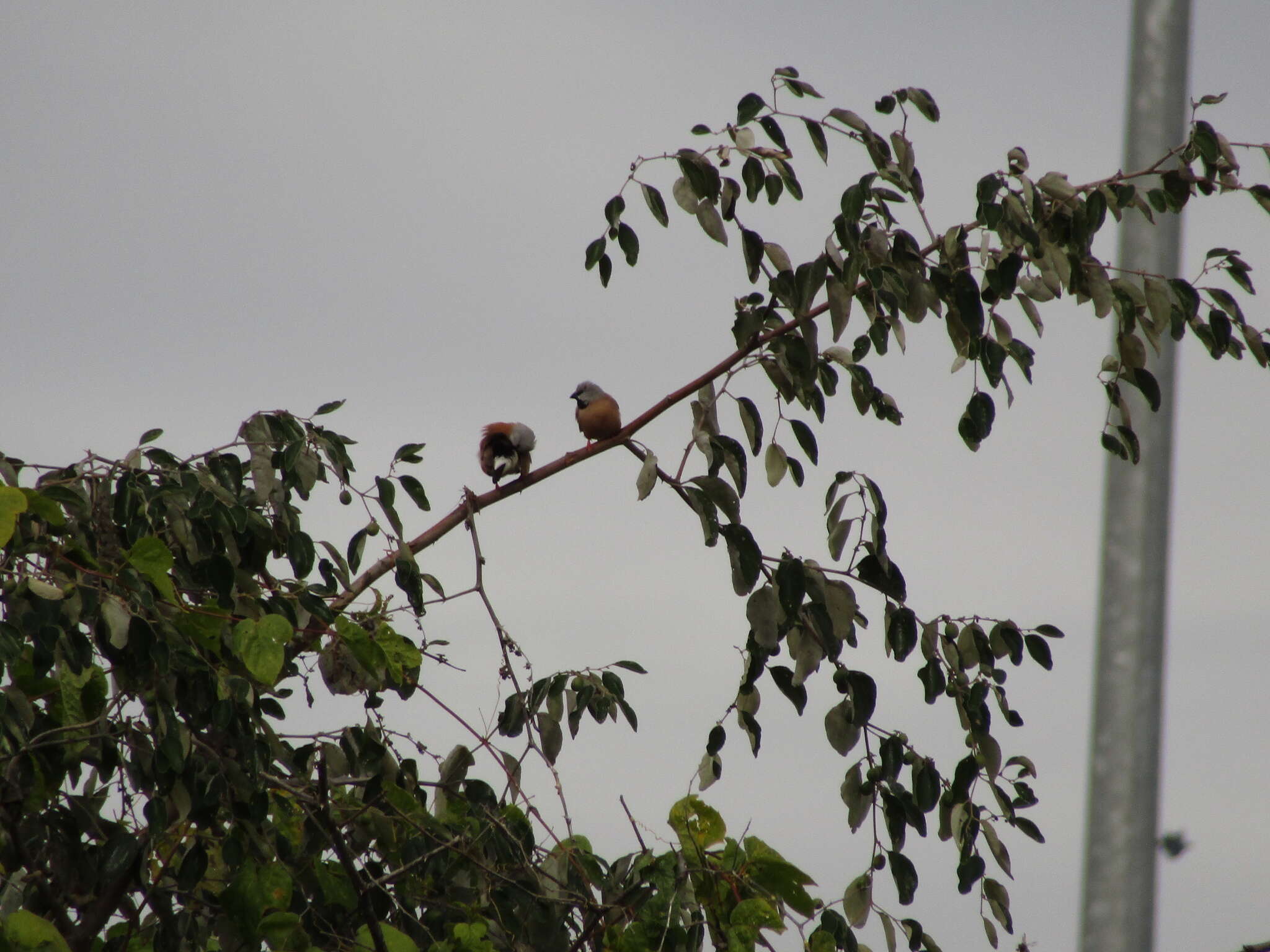 Image of Black-throated Finch