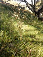 Image of Picris angustifolia subsp. merxmuelleri H. W. Lack & S. Holzapfel