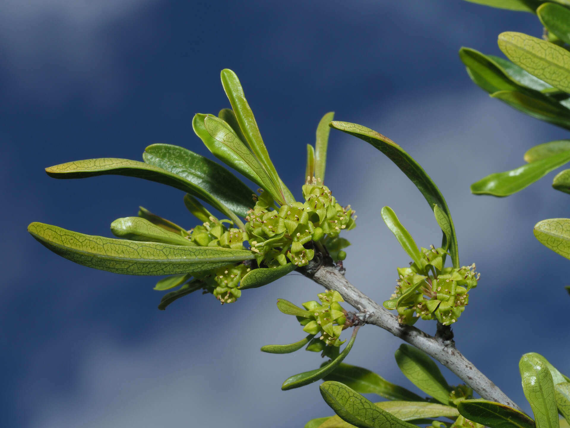 Image of Rhamnus lycioides subsp. lycioides