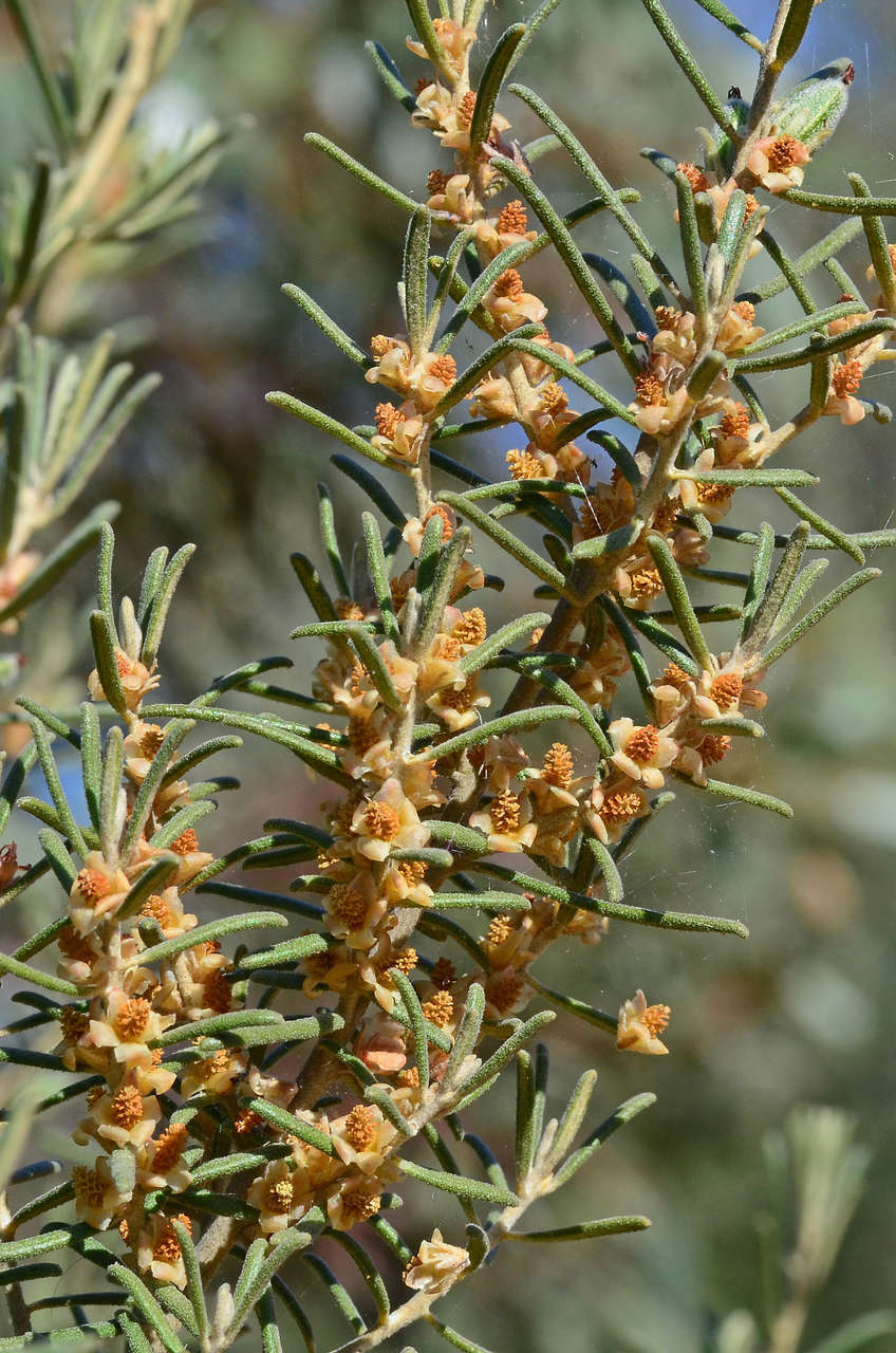 Image of Bertya tasmanica subsp. vestita Halford & R. J. F. Hend.