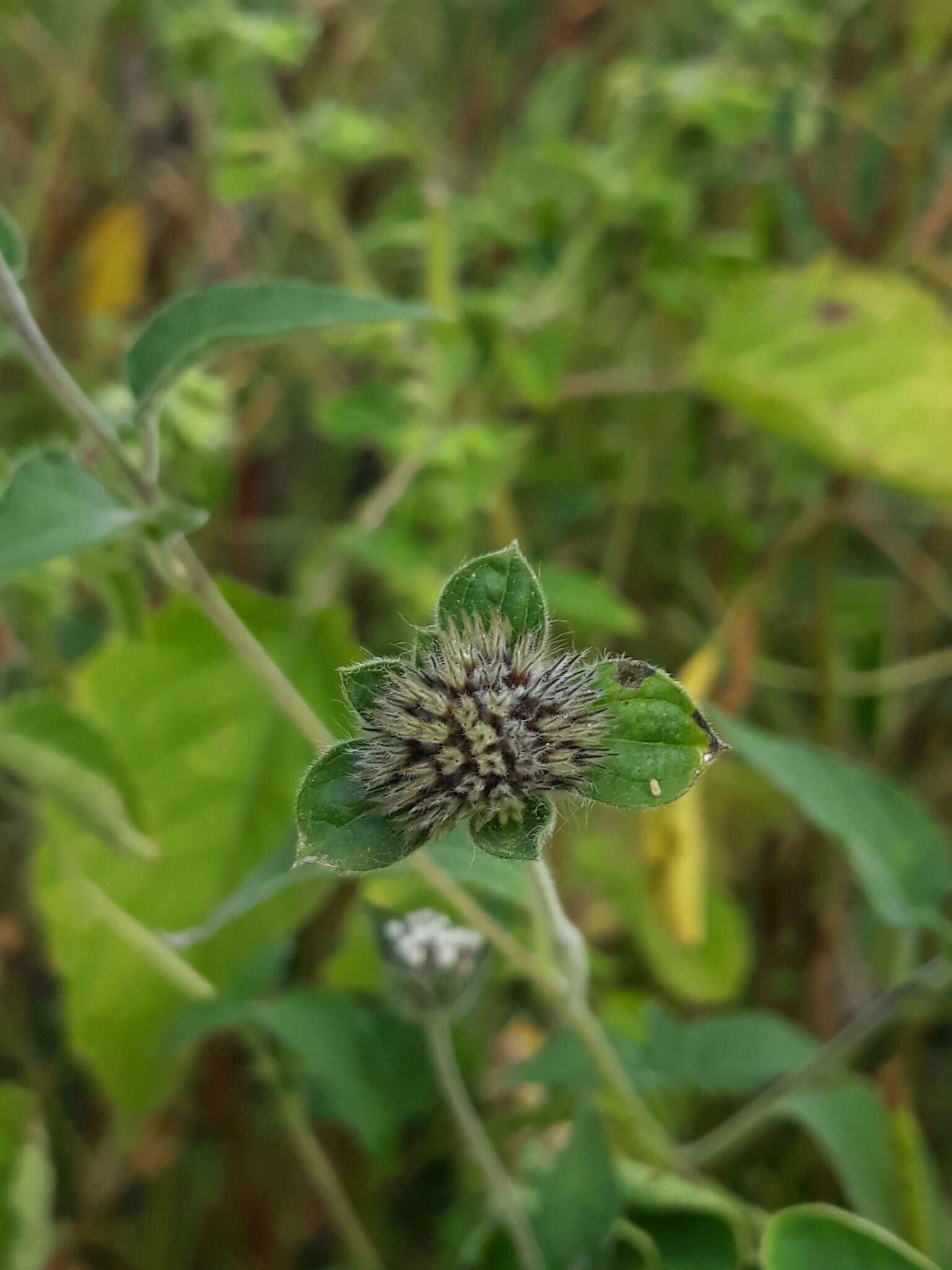 Image of silkleaf