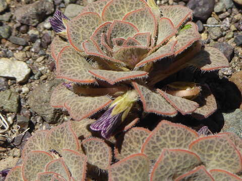 Viola rubromarginata的圖片