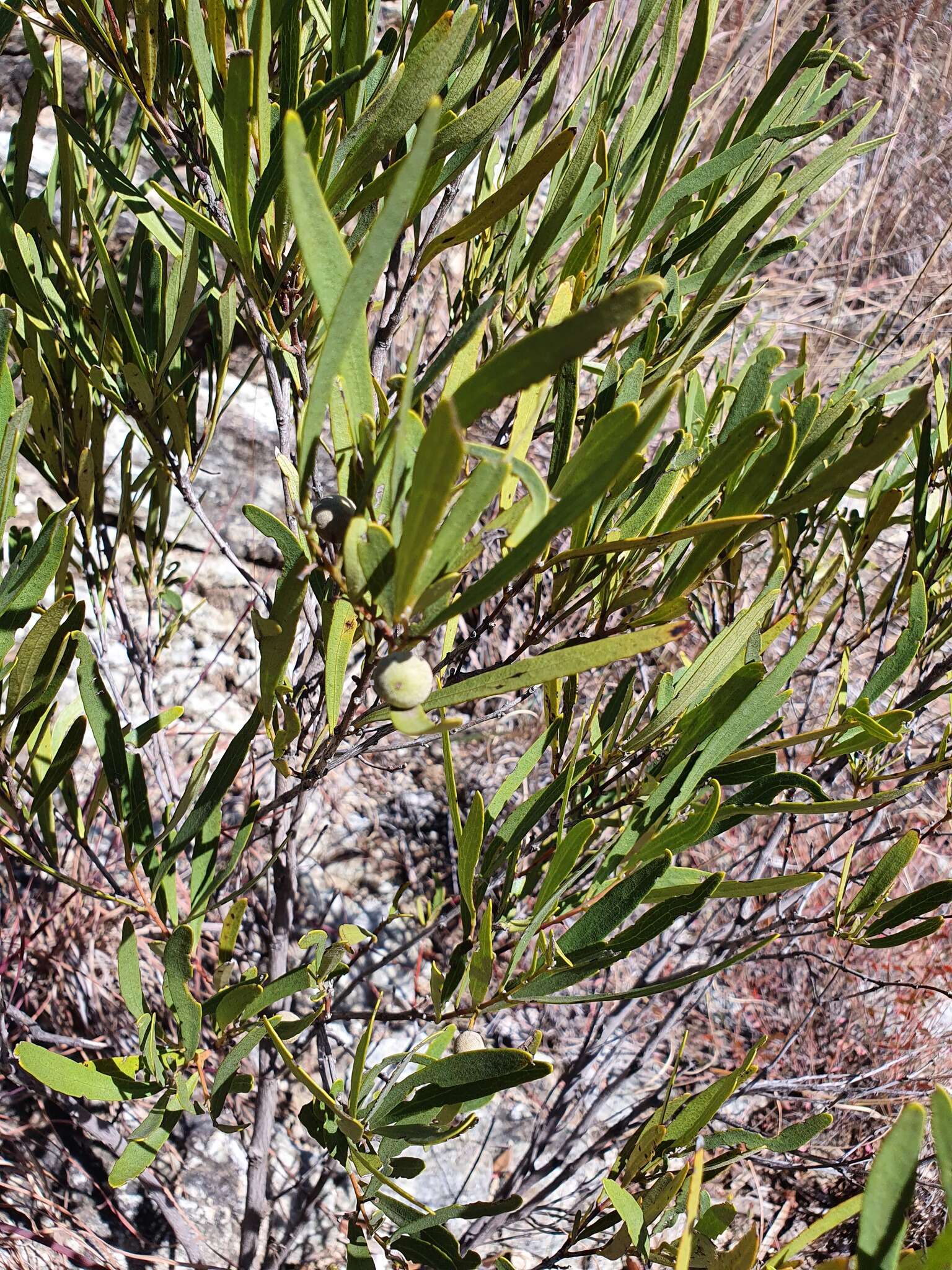 Image of Euclea sekhukhuniensis Retief, S. J. Siebert & A. E. van Wyk