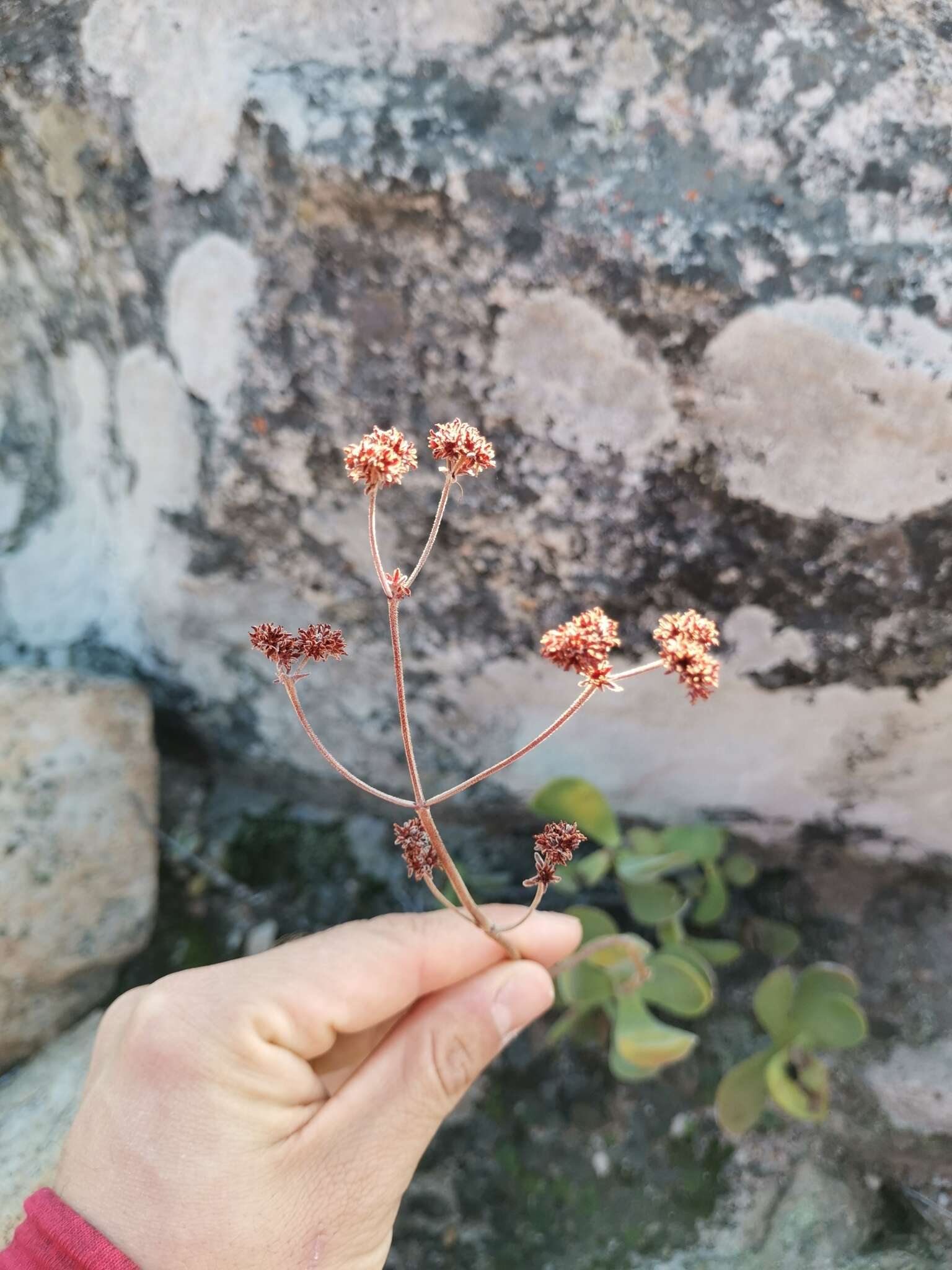 Image of Crassula atropurpurea var. anomala (Schönl. & Bak. fil.) Tölken