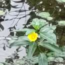 Image of Ludwigia peploides subsp. stipulacea (Ohwi) Raven