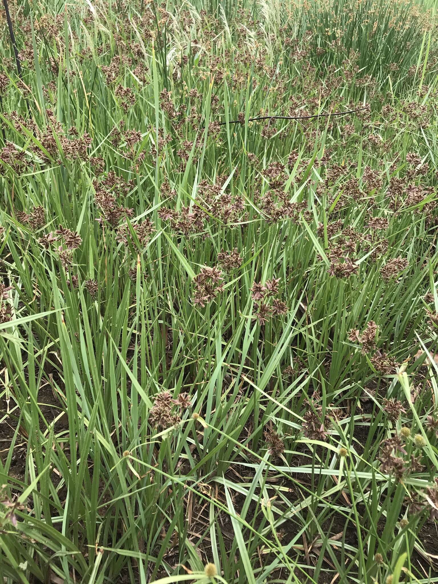 Cyperus nitidus Lam.的圖片