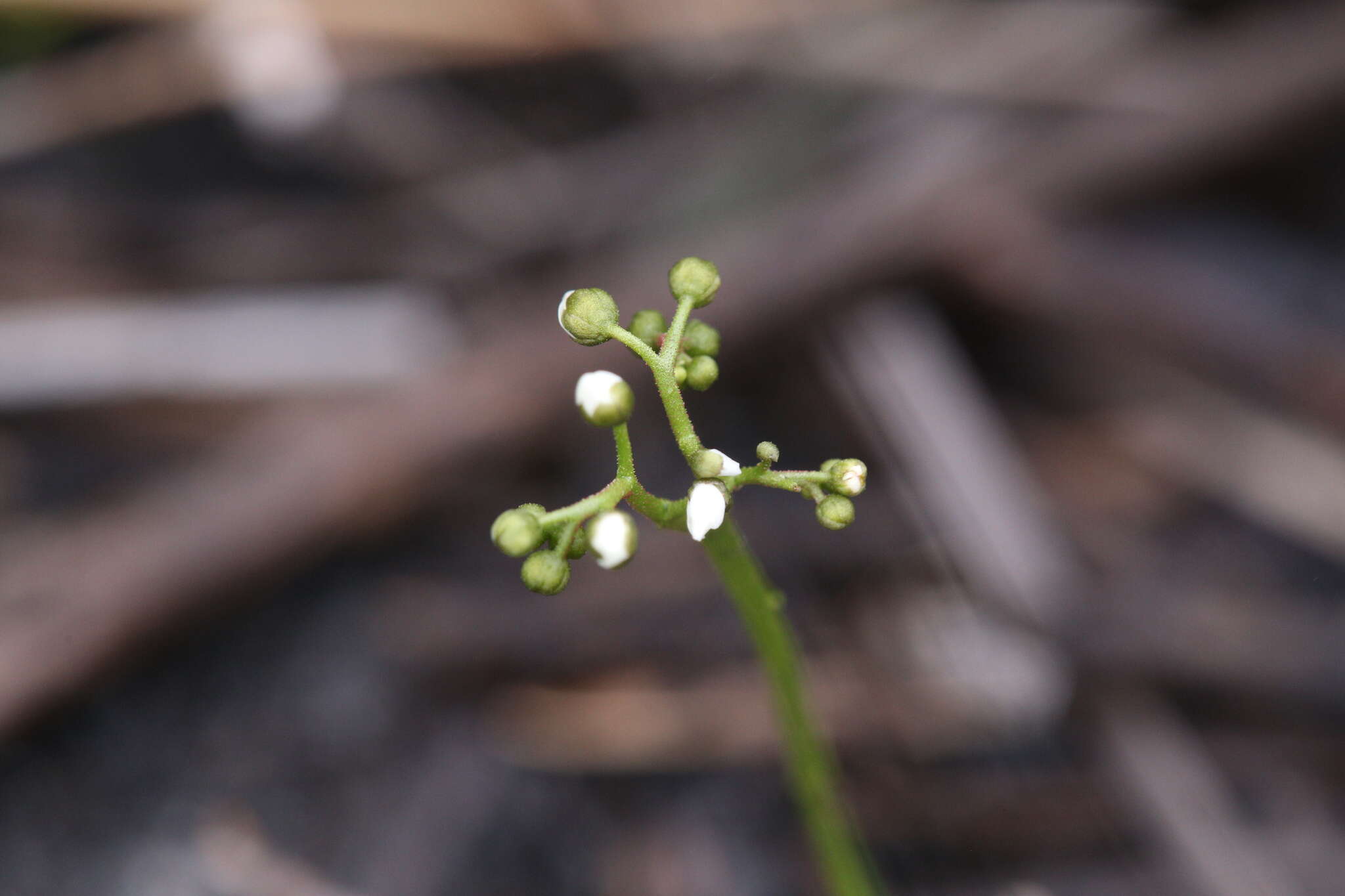 Image de Drosera stolonifera Endl.