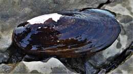 Image of Black Sandshell