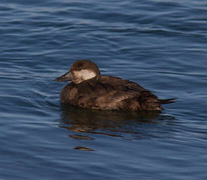 Image of American Scoter