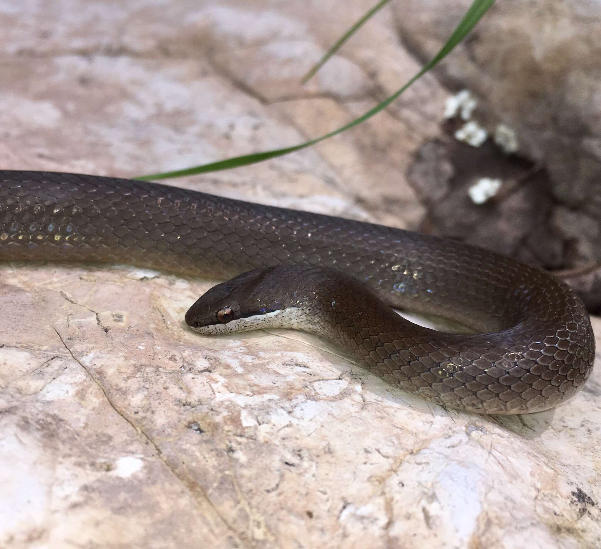 Image of Chiapan Stripeless Snake