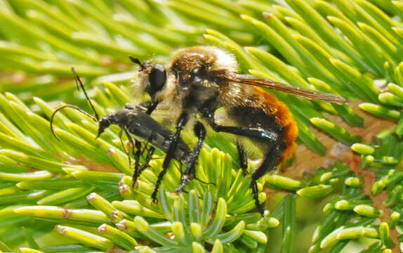 Image of Laphria janus McAtee 1919