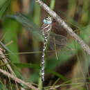 Image of Austroaeschna speciosa Sjöstedt 1917