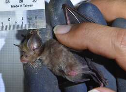 Image of Bi-coloured Leaf-nosed Bat