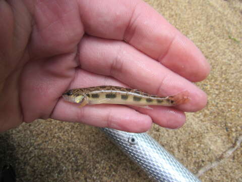 Image of Blackside Darter