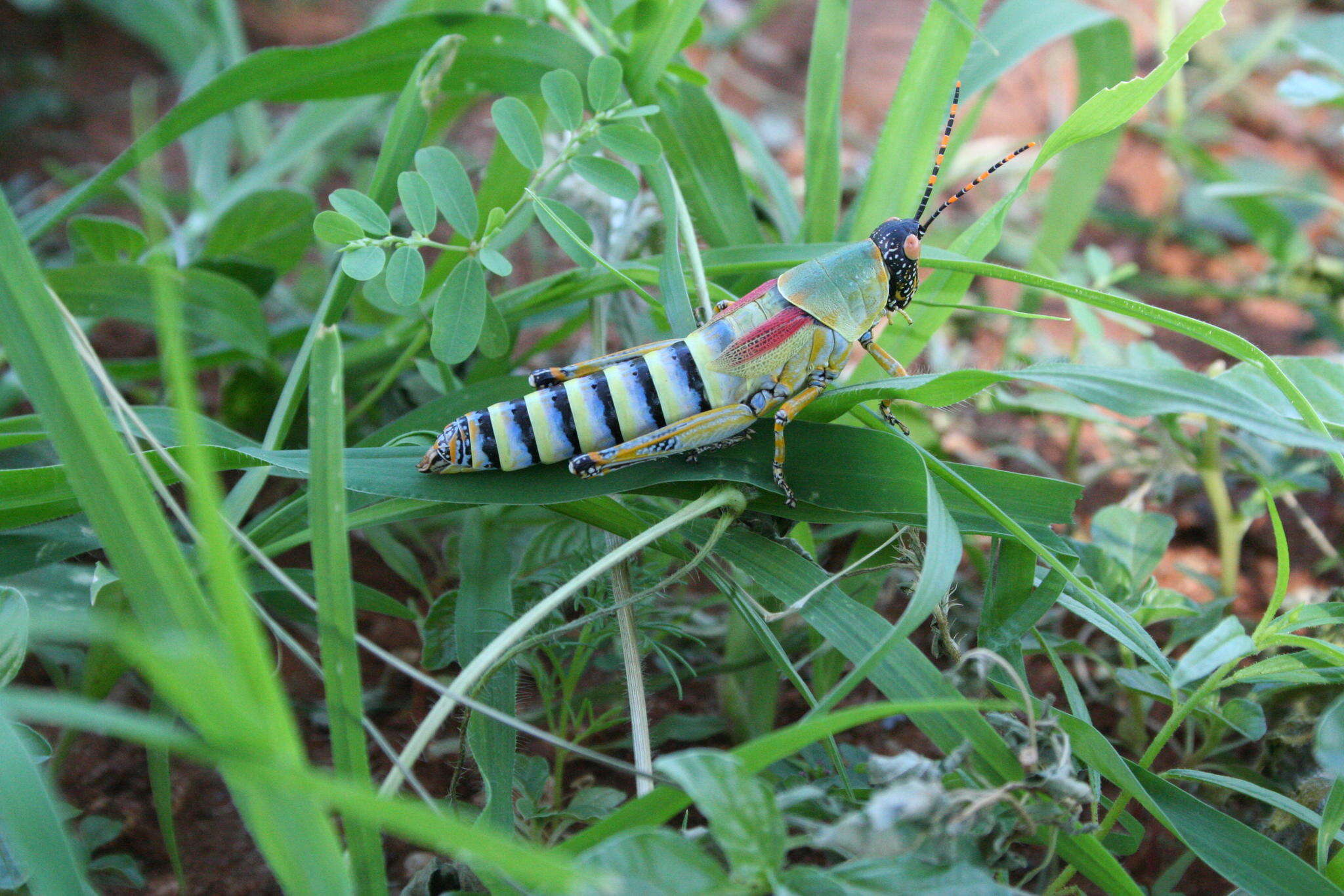 صورة Zonocerus elegans elegans (Thunberg 1815)