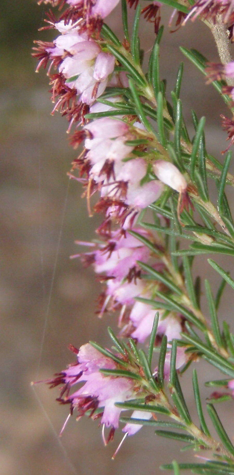 Image of Erica quadrifida (Benth.) E. G. H. Oliver