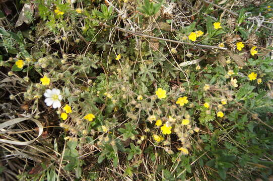 Image of Potentilla heptaphylla L.