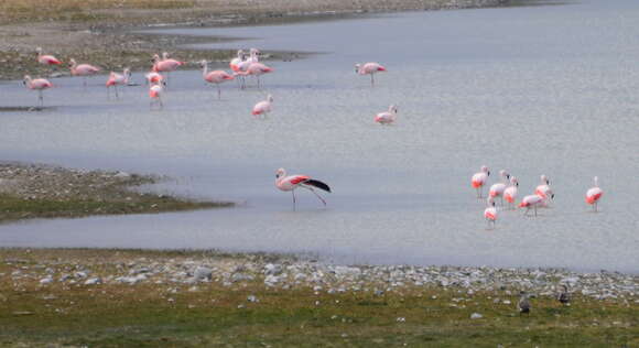 Imagem de Phoenicopterus chilensis Molina 1782