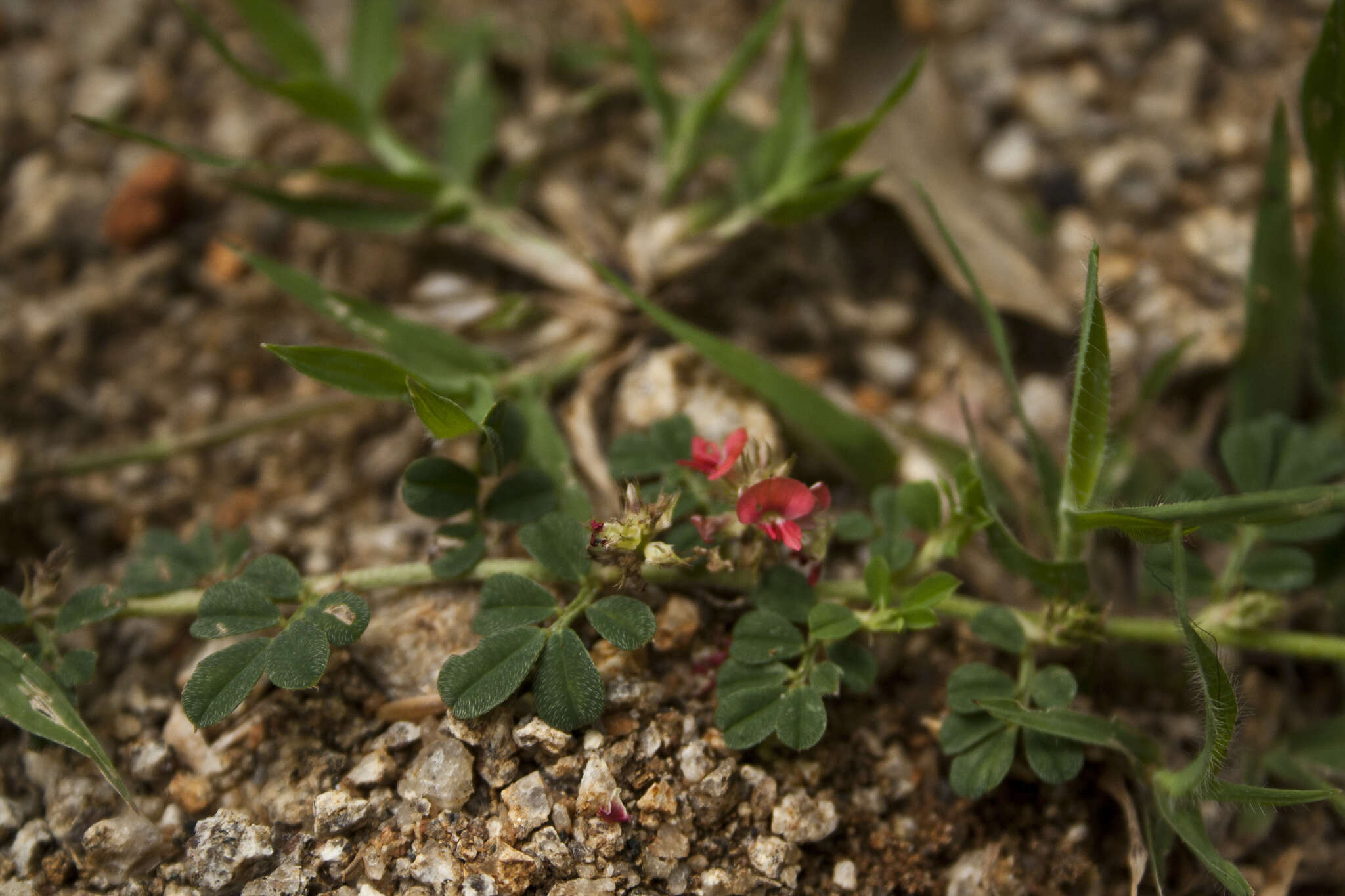 Plancia ëd Indigofera linnaei Ali