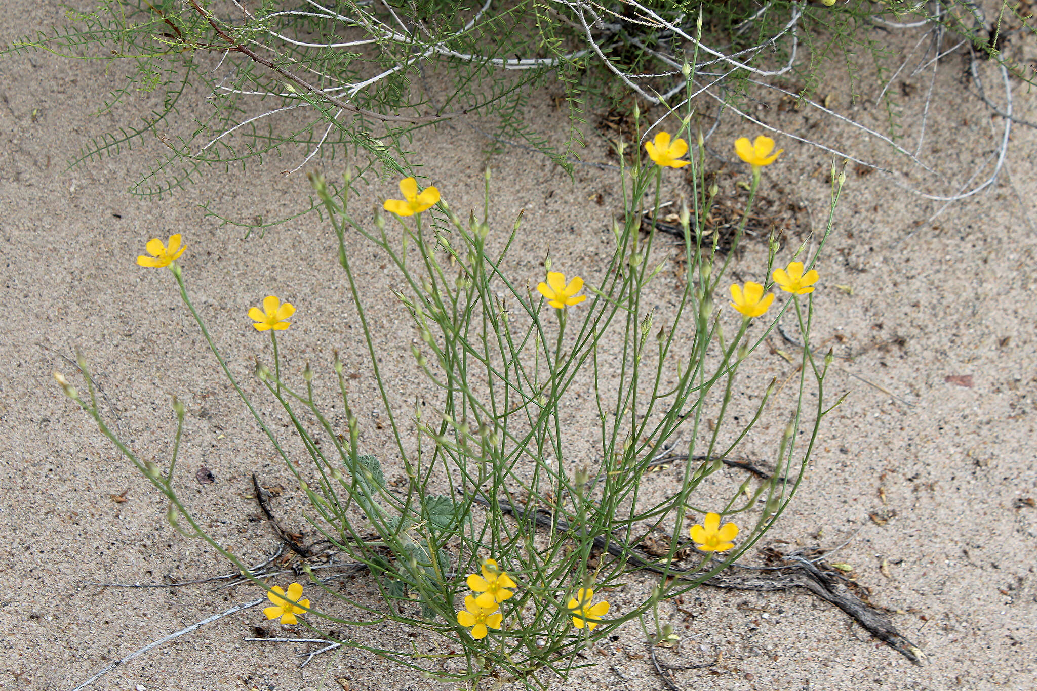 Linum aristatum Engelm. resmi