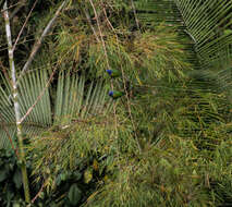 Image of Blue-headed Parrot