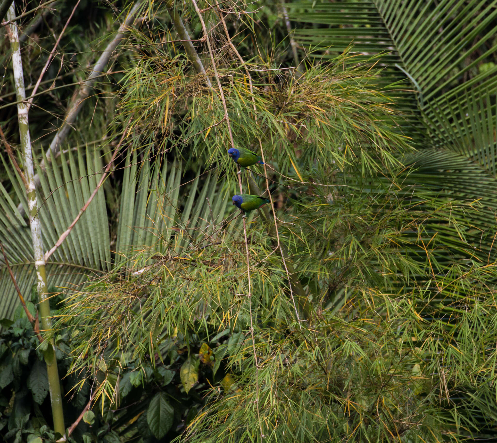 Image of Blue-headed Parrot