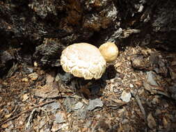 Image of Boletellus dissiliens (Corner) Pegler & T. W. K. Young 1981