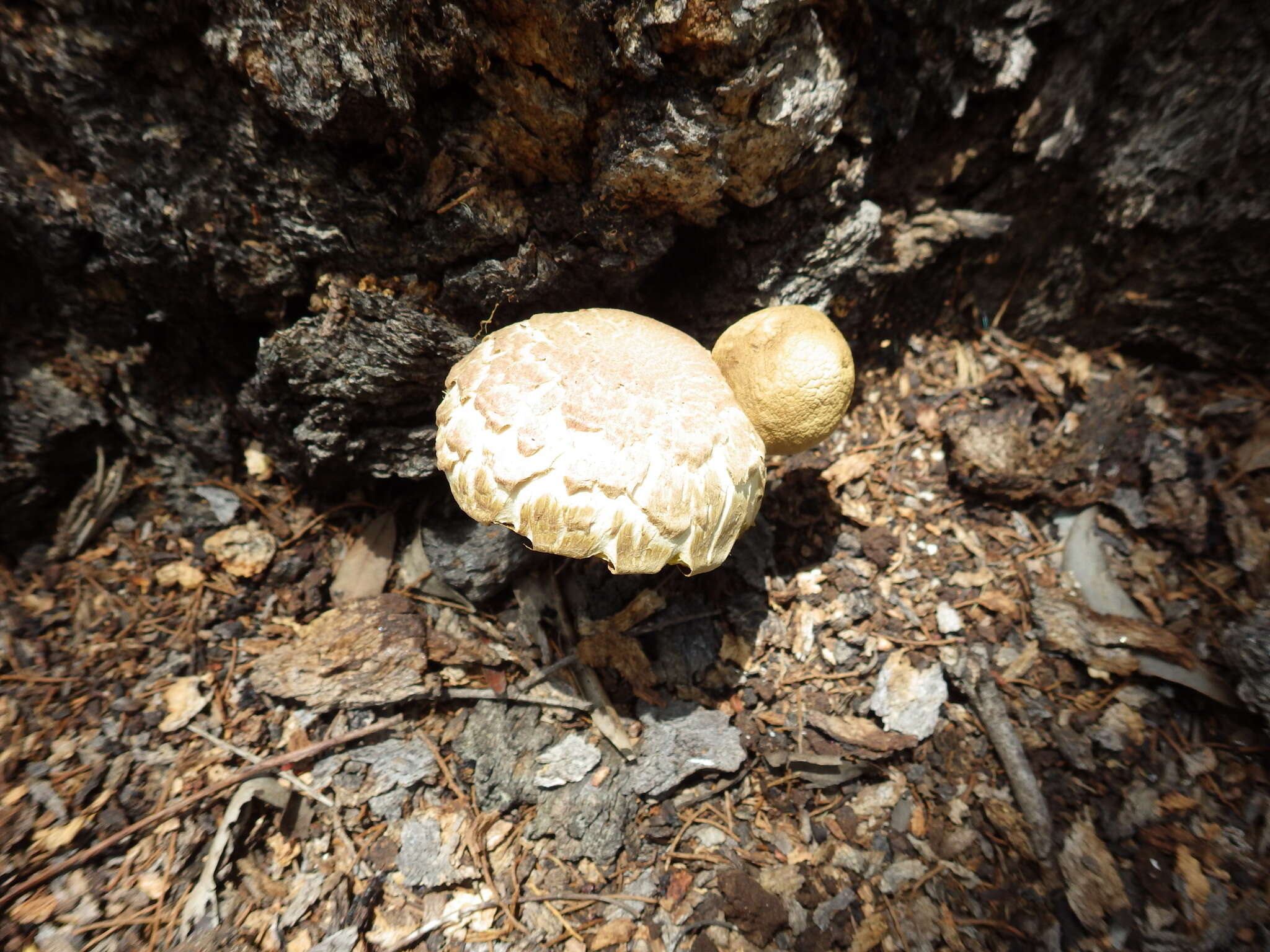 Image of Boletellus dissiliens (Corner) Pegler & T. W. K. Young 1981